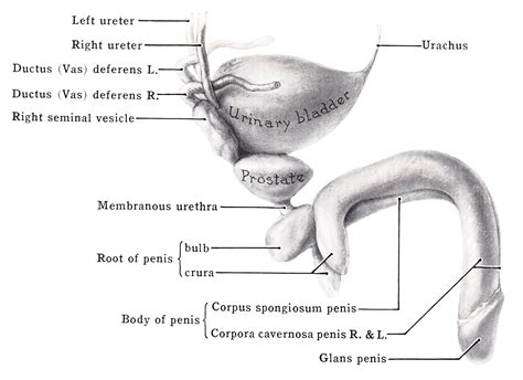 Check spelling or type a new query. 22.3: Structures of the Male Reproductive System - Biology ...