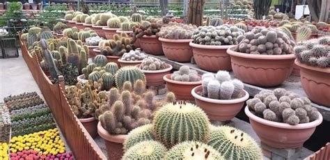 Cactus valley pekan lama, 39100, brinchang, pahang, malaysia. Cactus Valley (Cameron Highlands) - 2020 All You Need to ...