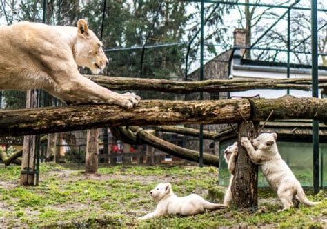 Nézet helyét, cím, vélemények és nyitvatartási. Nyíregyházi Állatkert, állatpark Nyíregyháza Vadaspark és ...