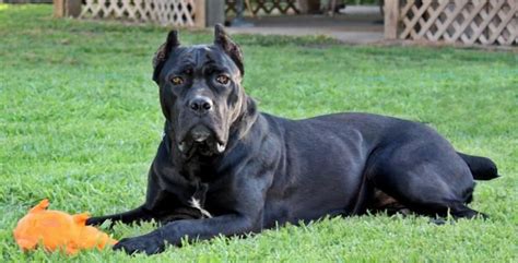 Did you scroll all this way to get facts about black cane corso? Pirates Den Cane Corso - Black Betty | Black cane corso ...