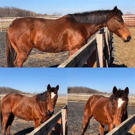 The percentage of horses with ulcers continues to increase, and higher intensity levels of training are correlated with an increase in ulcer incidence. Horses Available for Adoption - Sumner Brook Farm Inc.