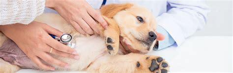 Total pet complex is a jacksonville florida based veterinary hospital focused on cat and dog needs. New Patients » Companion Care Veterinary Clinic ...