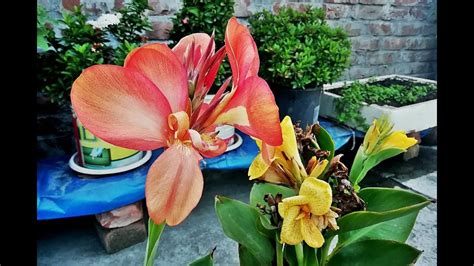 Canna lilies' seasonal flowers exhibit a wide range of colors, ranging from reds and yellows to dull shades of white. Canna lily//Yellow King Humbert - YouTube