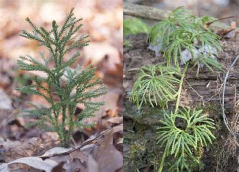 Fast & free shipping on orders over $35! WCLT - Nature Notes 2/17/2006 - Ancient evergreens under ...