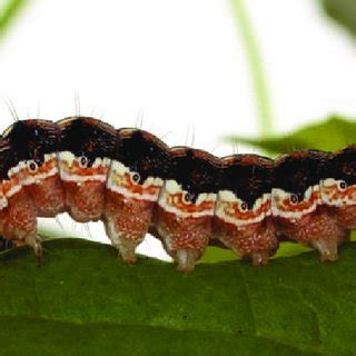 Cotton crop is infested with different kinds of insects in the production cycle. (PDF) An Update on BT Resistance in Helicoverpa in Australia