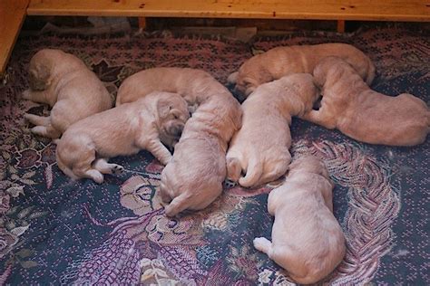 Goldendoodles are extremely popular dogs that were bred by crossing a golden retriever and a poodle! GOLDENDOODLES OF COLORADO: Winter 14'-15' Goldendoodle Puppies