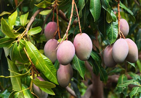 A mango tree can be planted in most positions, but will do particularly well on sloping sites due to the good drainage. Mango production in full swing in the NT