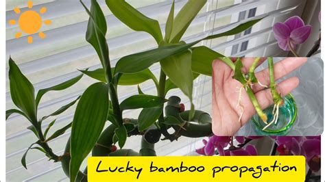 If growing in water, it should be replaced every week. Lucky bamboo propagation / Grow Lucky bamboo in water ...