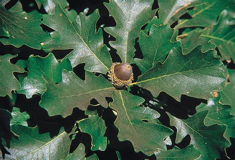 Oak trees are not often thought of in terms of providing human food in our country, but were once a subsistence crop for many people in europe. Quercus macrocarpa - Wikipedia