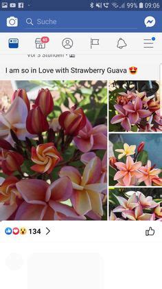 Blooming most profusely in sun or partial shade, this durable plant withstands drought and deters animal predators. Die 300+ besten Bilder zu Araliya/Frangipani/Plumeria in ...