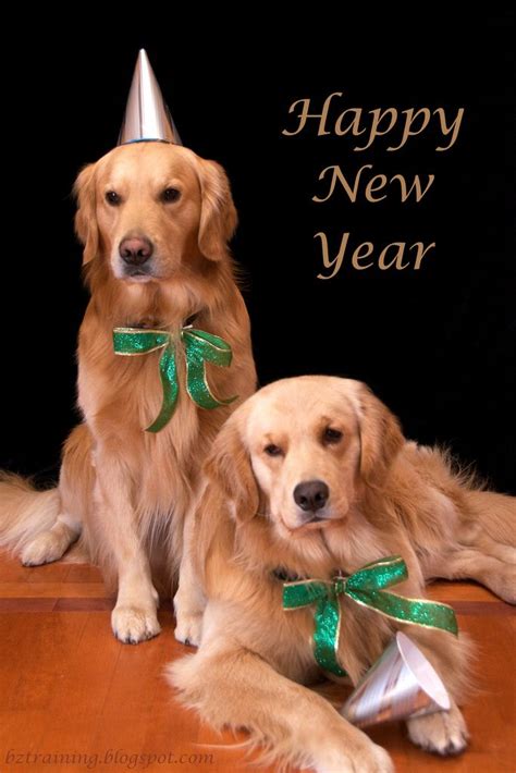 Wish the biggest slice of happiness and good luck this new year! Pin by Suzette Ozee on 4 Goldens | Happy new year dog, Dog pictures, Happy new year
