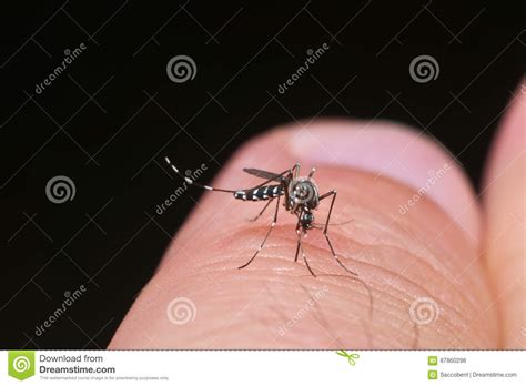 We did not find results for: Aedes Van De Tijgermug Albopictus Stock Foto - Afbeelding ...