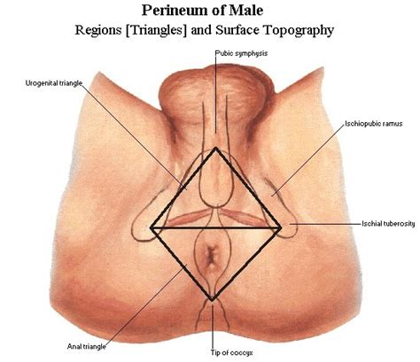 Shaving pubic hair for women are not the same as using the razor on legs or underarms. Shaving scrotum anus - Hot Nude.