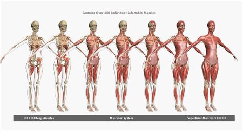 The pectoral muscles, the abdominal muscles, and the. Female Muscle Anatomy 3D Model