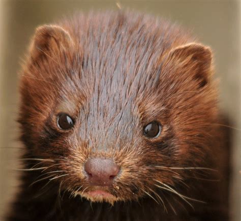 Denmark is the second largest producer of mink fur, and the 2020 mink populations sums up to an estimated $350 million she has written for science magazine and science news for students. Danish corona mink mutation 'most likely eradicated': ministry