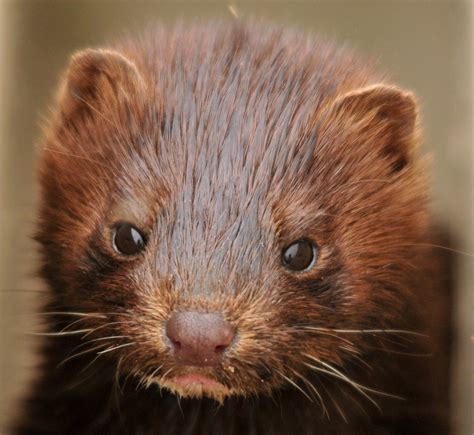 Denmark is the second largest producer of mink fur, and the 2020 mink populations sums up to an estimated $350 million she has written for science magazine and science news for students. Danish corona mink mutation 'most likely eradicated': ministry