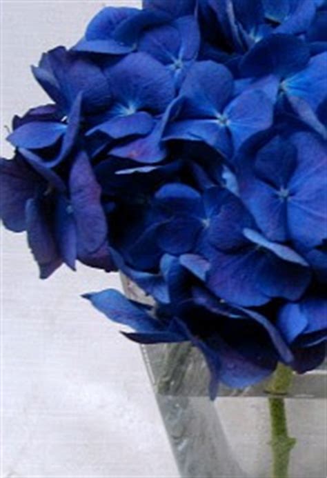 A classic true blue color that has incredible depth and texture; Weddings in Victoria Inspiration