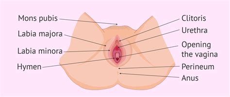 The nucellus can be massive or thin. Labeled diagram of the external female reproductive organs