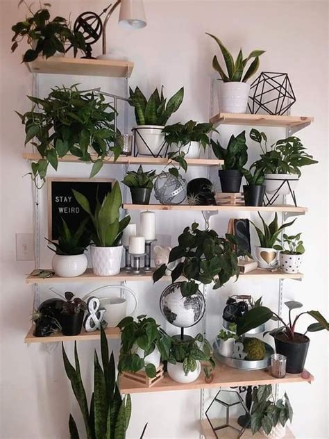He doesn't have the most advanced web ordering system, but connecting with him is. Best Creative Cactus Decorations to Beautify Your Home in ...