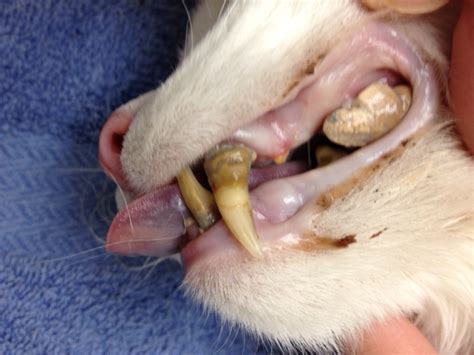 Jeanne perrone, who is a leading veterinary technician that specializes in veterinary dentistry answers some of the most common cat and dog dental care questions. Periodontal Disease in Dogs and Cats - Dr. Nelson's ...