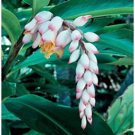 Beehive ginger is famous as an ornamental plant due to its shell ginger has ovate leaves with green stripes that make it an ornamental plant. 2-Gallon Shell Ginger (L14655) | Ginger plant, Fragrant ...