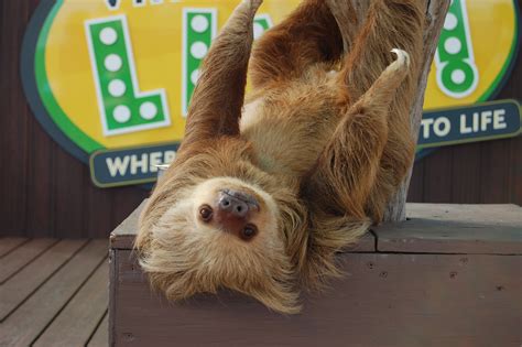 © mohamed osama | dreamstime. Happy International Sloth Day! - Virginia Zoo in Norfolk