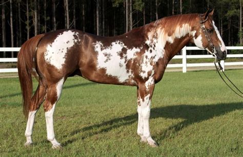 We did not find results for: Gallery For > Chestnut Overo Horse | Horses, Reining ...