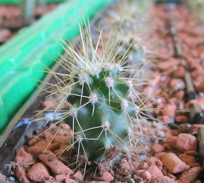 When growing them outdoors, plant them in an area where they. Saguaro seedlings (Carnegiea gigantea) | Trees to plant ...