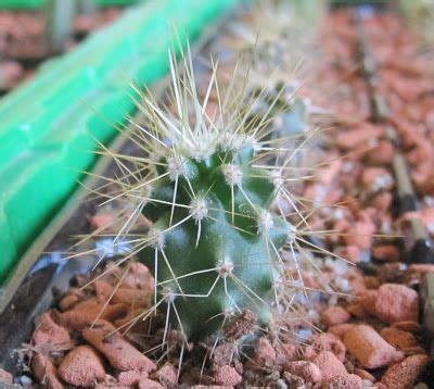 Perhaps you've seen those saguaro cactuses with tops that resemble a series of fists, or maybe broccoli. Saguaro seedlings (Carnegiea gigantea) | Trees to plant ...