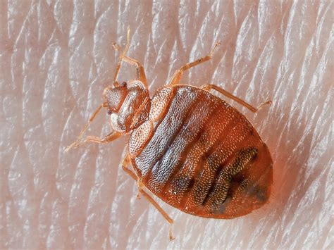 Pictures, videos, articles and questions featuring and about cats. Where Do Bed Bugs Come From? Identify Bed Bugs Info