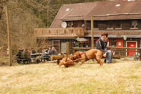 Haus georgenhöhe ⭐ , germany, am sanickel, 17: DSC_6735.JPG - Hundewald Harz