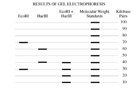 Worksheet will open in a new window. 10 Best Images of DNA Fingerprinting Biology Worksheet ...