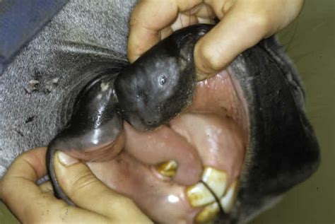 Melanoma is less common that other two cancers. Melanoma in Horses