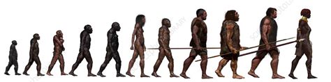 Stages of human evolution names. Stages in human evolution, illustration - Stock Image ...