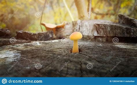 He takes care of his own. Growing Old Alone Stock Images - Download 541 Royalty Free ...