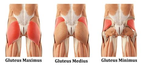 Below you'll see diagrams along with the names of the back muscles that may be the cause of your pain. What exactly are your "glutes" - Westcoast SCI