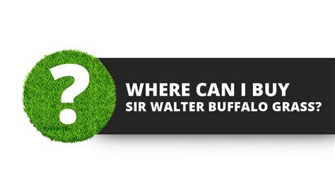 Sir walter dna certified buffalo's roots grow deep into the subsoil gathering moisture, and can reduce the heat generated from the sun by up to 10 degrees. Where to buy Sir Walter buffalo grass? - Sydney Lawn & Turf Supplies