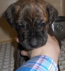 Explore 4 listings for boxer puppies wanted at best prices. Adopt Beasley DENVER LOCATION on Petfinder | Boxer terrier mix, Boxer dogs, Homeless pets