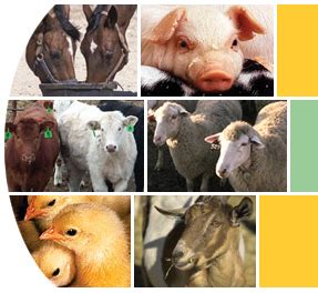 The expected rise in global consumption of animal products confronts livestock production with the. Livestock — NDSU Agriculture