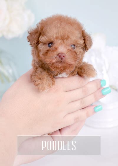 There are 369 cavapoo puppy for sale on etsy, and they cost $17.79 on average. Cheap Cute Puppies For Sale Near Me | aesthetic cute font