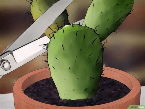 Si tienes un cactus nuevo y quieres que el mismo crezca y se desarrolle con normalidad, en primer lugar tienes que tener cuidado de no ponerlo en el en cuanto al cambio de maceta, el mismo será realmente muy sencillo. How to Save a Dying Cactus: 15 Steps (with Pictures) en ...