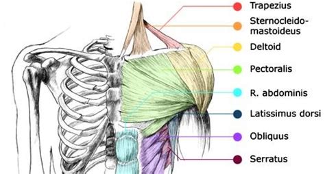 The central vertical line is divided horizontally by four lines which this detailed drawing of the back of a male torso shows the disposition of the muscles, and a diagram of what happens to these divisions when the body bends. Anatomy 101: Muscles of the Upper Body - ⫸ EMPOWERED WELLNESS , YOGA , BODY WORK