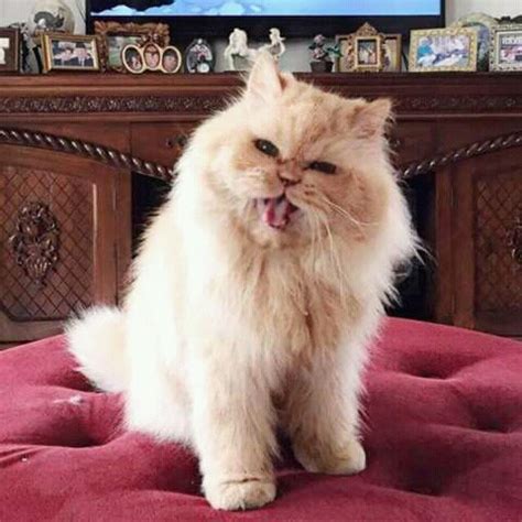 Gambar kucing anggora lucu imut gemesin, gambar kucing anggora yang lucu menggemaskan tepat sekali bila kamu datang ke website ekor9.com,banyak gambar kucing untuk digunakan buat. Gambar Kucing Jutek - Gambar Barumu