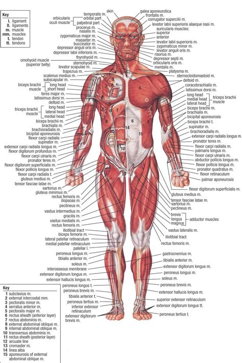 There are over 600 muscles in the body. Achoshare: List of free Interactive web to explore 3D and ...