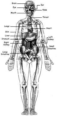 What is blood stem cell transplantation? JEE Main, JEE Advanced, CBSE, NEET, IIT, free study ...