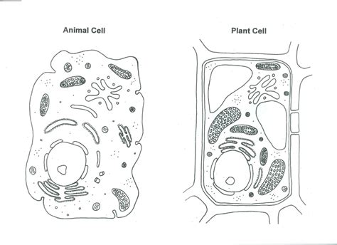 Cells are one of the most basic. Plant Cell Drawing at PaintingValley.com | Explore ...