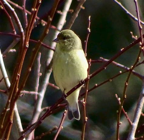 Milhares de fotos novas de alta qualidade são adicionadas todos os dias. Lesser Goldfinch (female)--Spinus psaltria | Goldfinch ...
