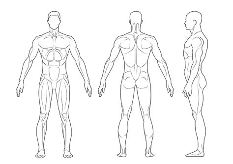 Outline of a human body outline human body image. Printable outline of human body front and back