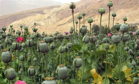 EE.UU.: Hallan opio en granja, valorado en 500 mdd