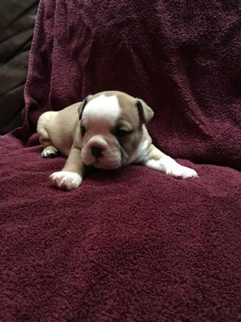 They are a friends puppies and i am selling them for him. 4 English bulldog puppies for sale in Auburn, Alabama ...